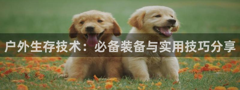 新宝gg打发